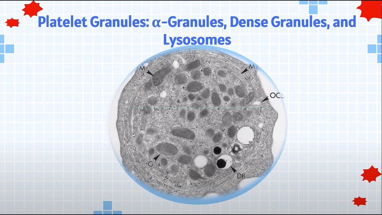 ASCP | MLS | MLT | Hematology | Platelet Production, Structure, and Function