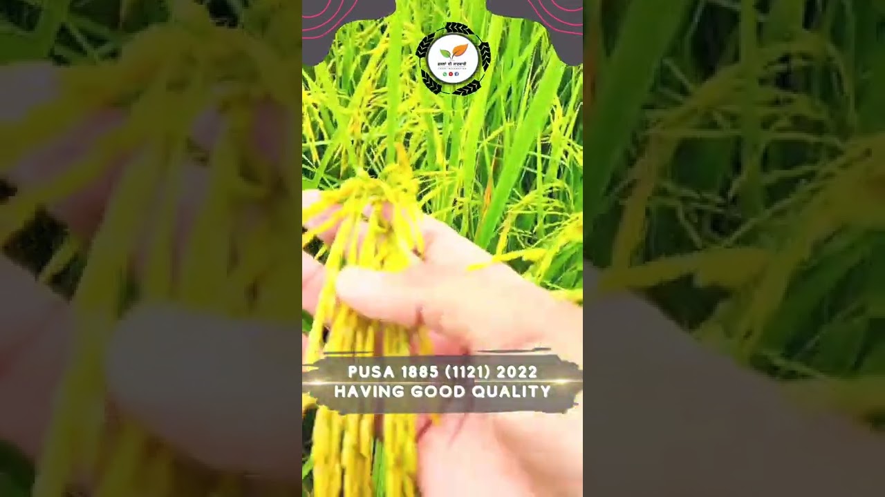 Pusa Basmati 1885 (2022) 1121 #shorts