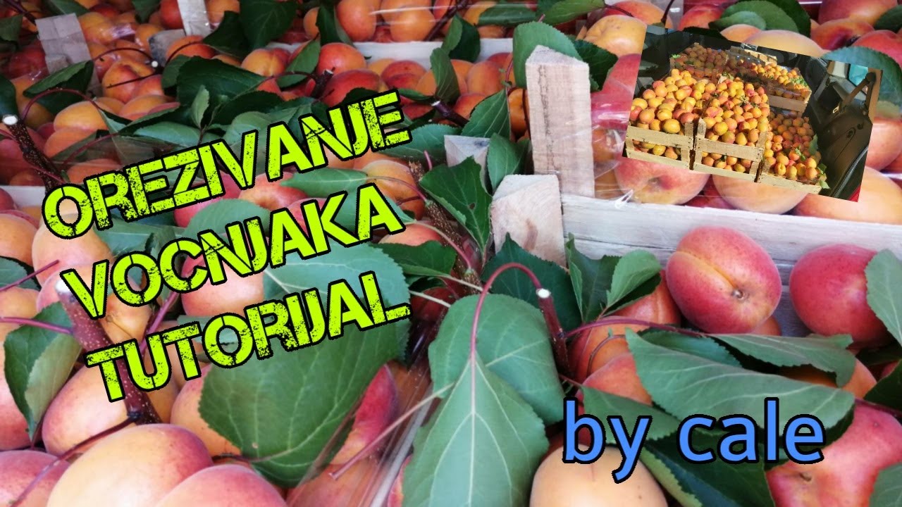 KAKO OREZATI KAJSIJU 🎖Vlog By Cale i Sin🎖