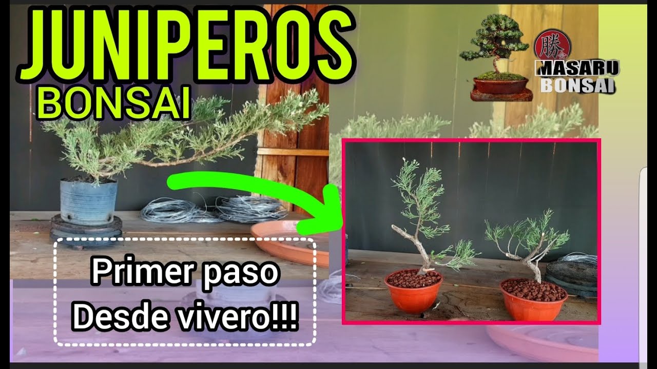 COMO HACER UN BONSAI JUNIPERO DESDE UNA PALNTA DE VIVERO