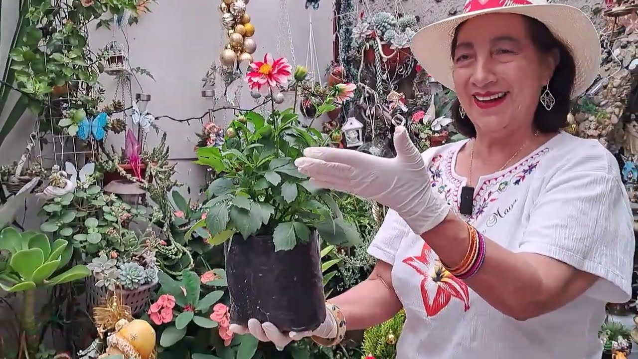 MINI DALIA TRASPLANTE  Y CUIDADOS 1 ENERO 2024