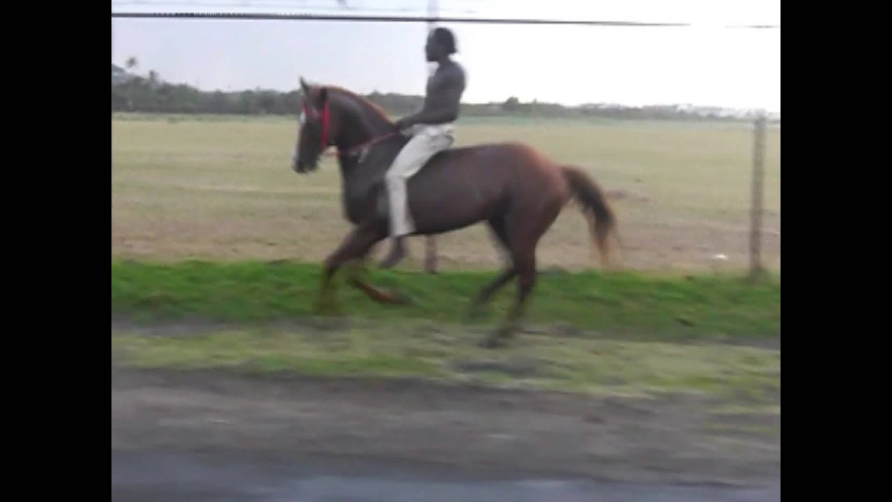 Vieux Fort St Lucia Horses Random HD Atlantic Shores Riding Stables