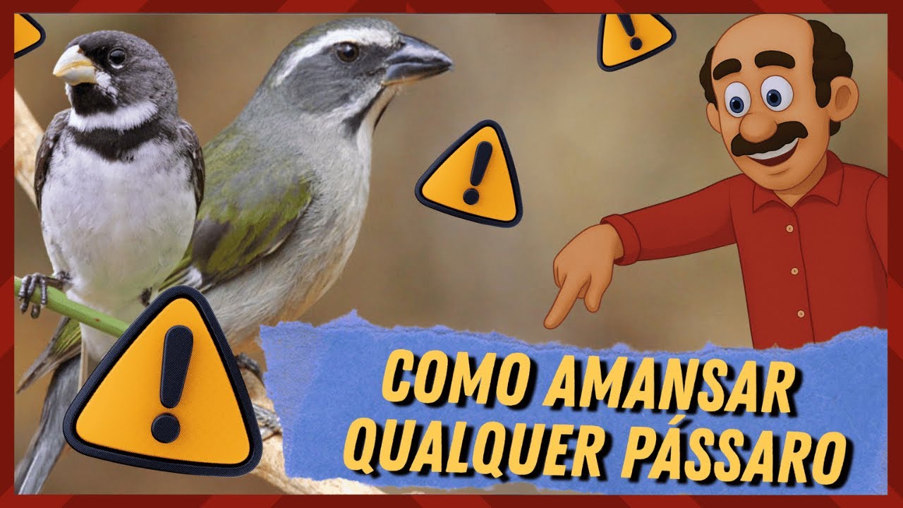 COMO AMANSAR QUALQUE PASSARO (FUNCIONA)