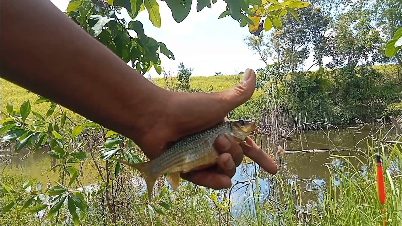 Sepot baru poin ikan liar wader ijo/nilem umpan cacing 