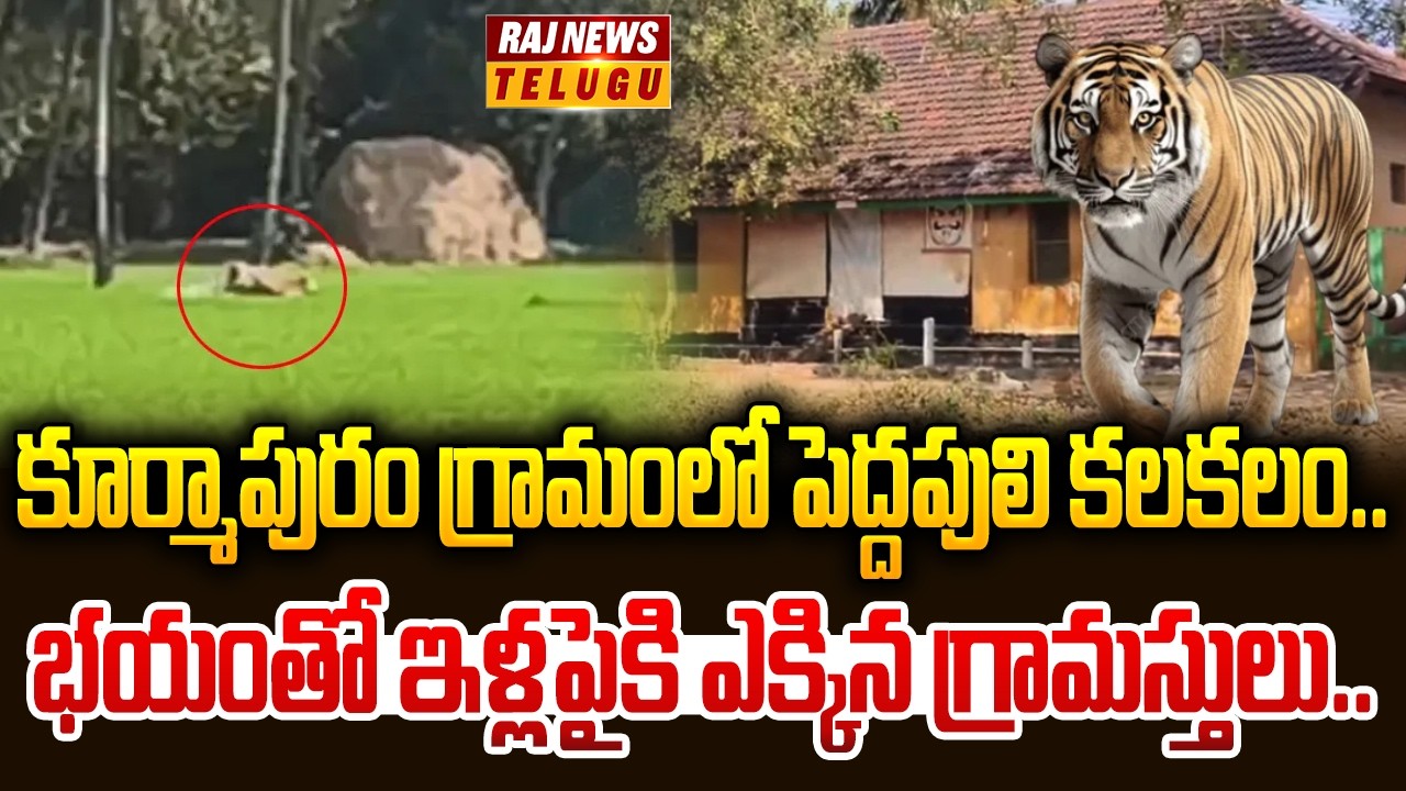 కూర్మాపురం గ్రామంలో పెద్దపులి కలకలం..| Tiger Entered a Cattle Shed in Kurmapuram Village | Raj News