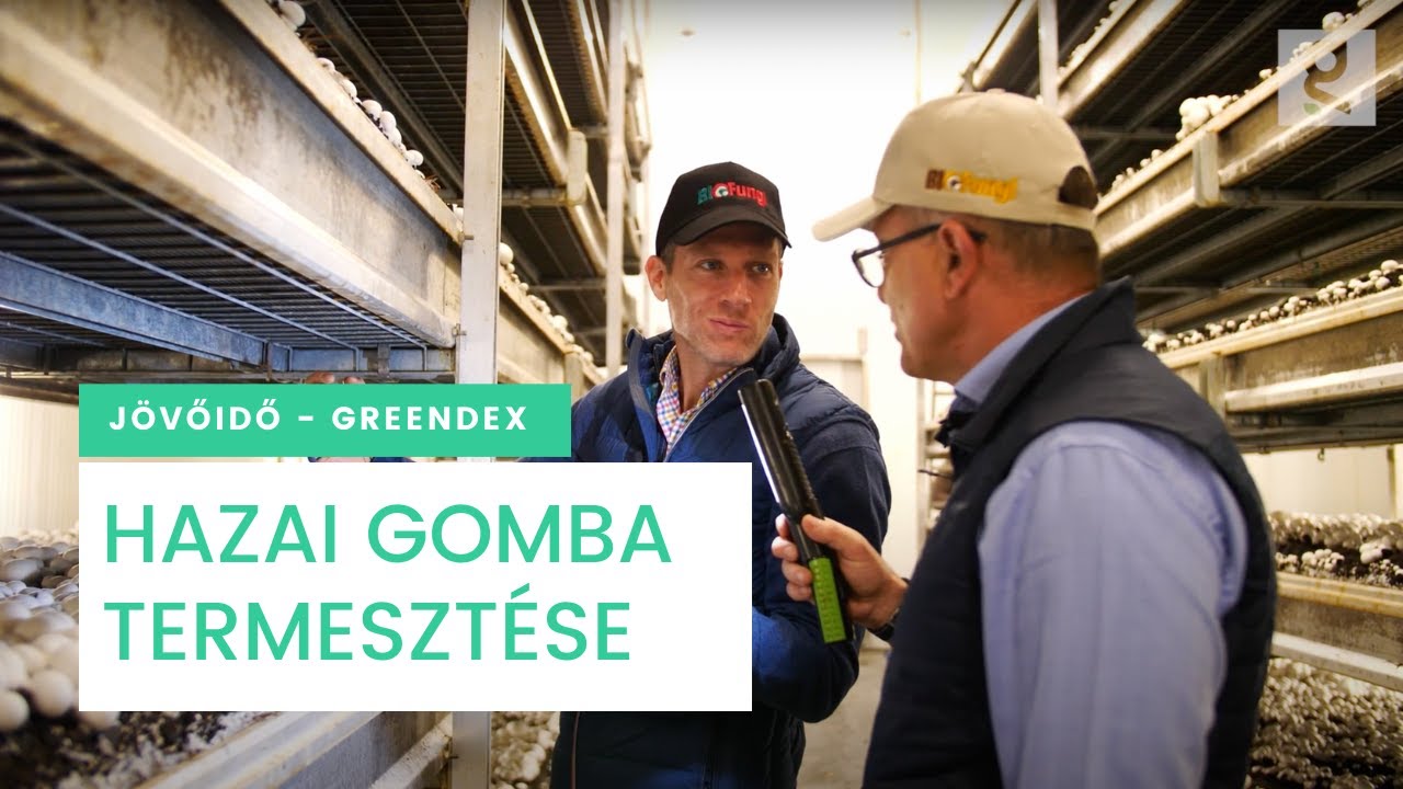 A hazai gombatermesztés - Jövő idő | Greendex