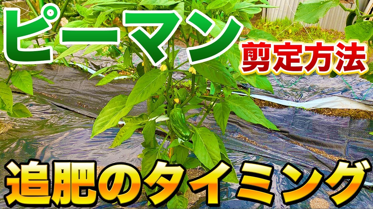 【ピーマン栽培】ピーマンの最初の追肥のタイミングと剪定の仕方！長期間収穫をしていくためのコツ！