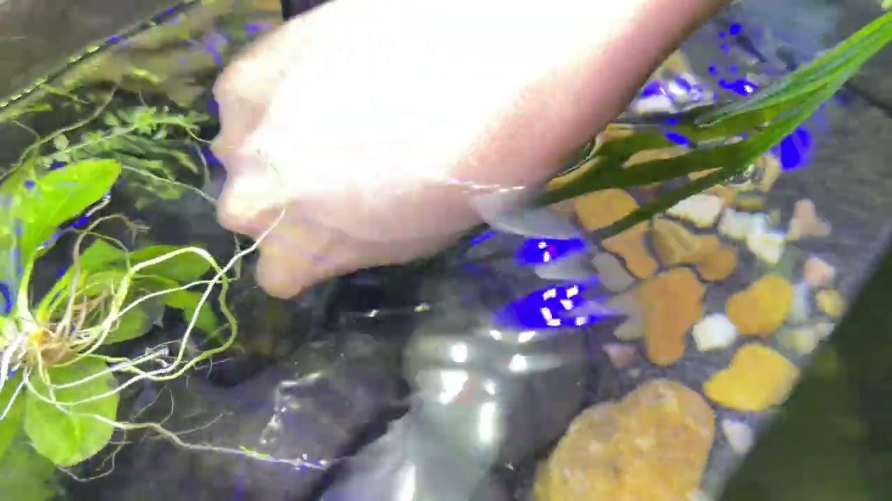  Aquarium Rescaping  