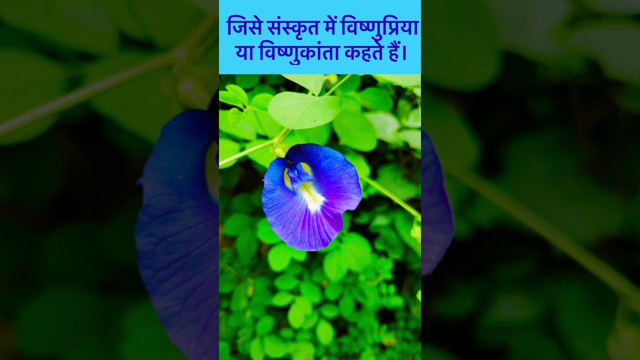 अपराजिता के फूल(Asian Pigeonwings) पहचान और उपयोग।#shorts #sunitamusale #aparajitaphool #गोकर्ण