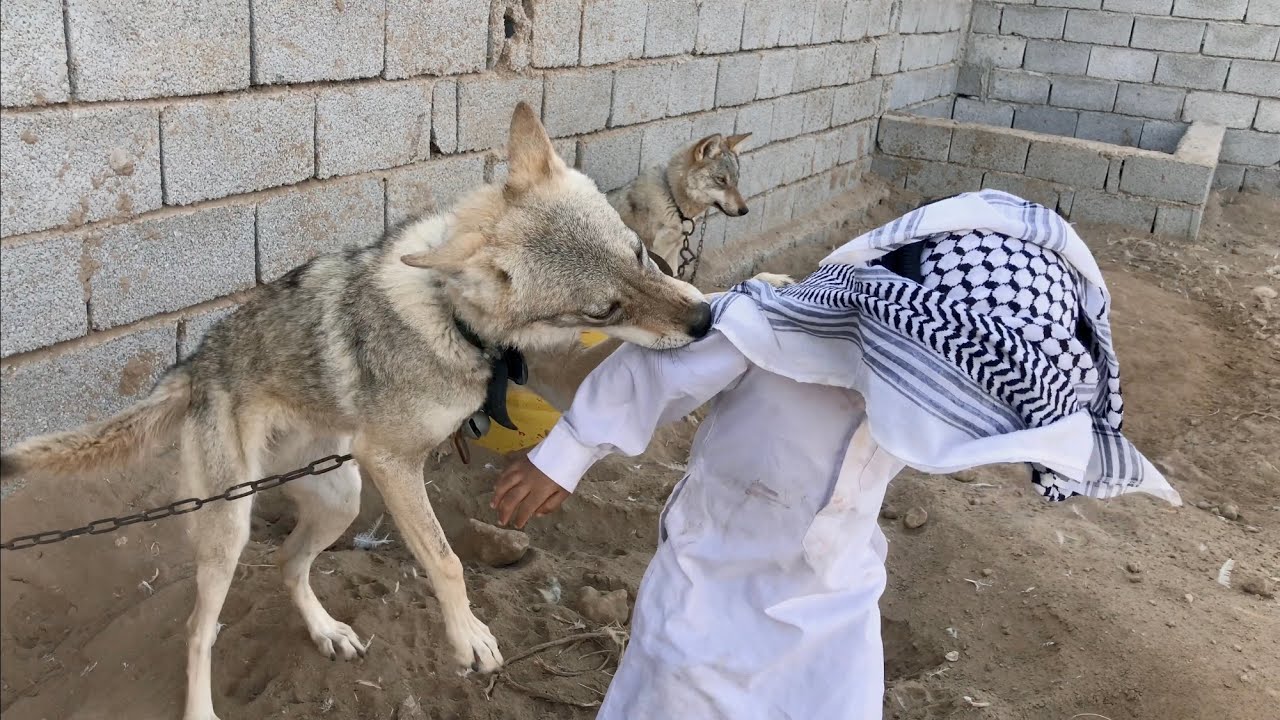 افتراس الذئب مربي اثناء التصوير لحظةا نقاذ اسحاق مربي الذئاب رابط قناةاسحاق@Ashaq-bk5by1ev1v 👉🏻