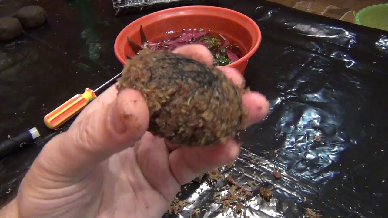 Вабикусы или моховые кочки.