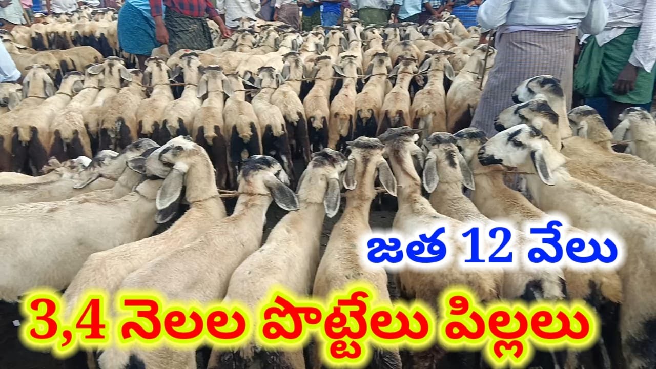 ఈ వారం పొట్టేలు పిల్లల ధరలు గూడూరు గొర్రెల సంత 9 8 25 Gudur sheep market today Alikhankrk