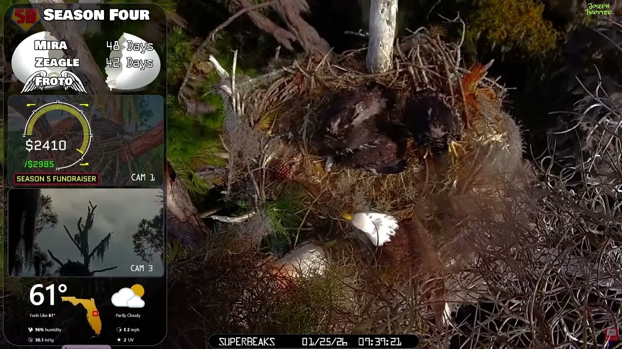 🦅Yesterday at SuperBeaks | Jan 25, 2026 -Mira self feeds like a pro!👀Zeagle turns 6 weeks old!💕