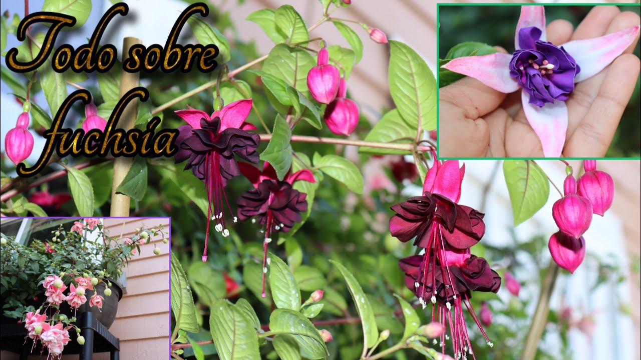 LA CASA DE LAS FUCHSIA o Pendiente de la reina 👑 . Hablemos sobre el sustrato