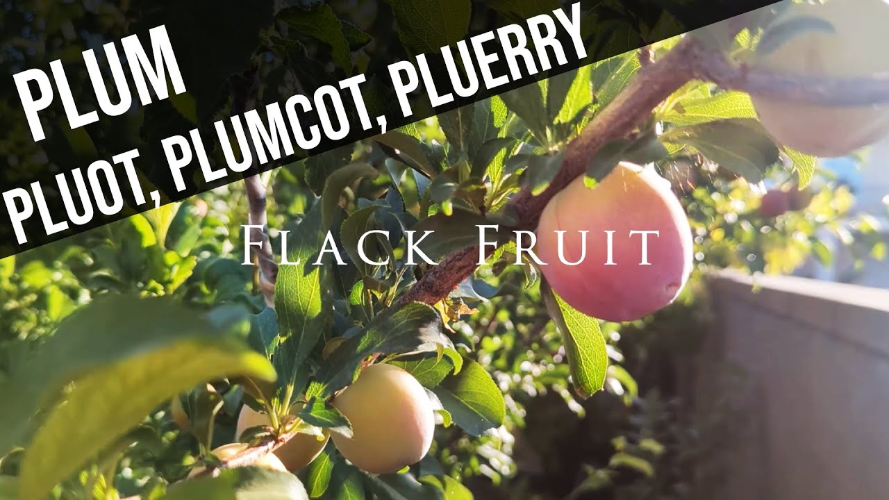 24 varieties of plum, pluot, plumcot & pluerry varieties. Best early summer growth desert 8b Utah.