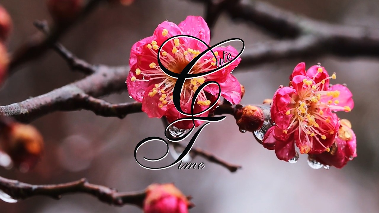 Water Relax : Cute Time : Relaxing and Soothing Music
