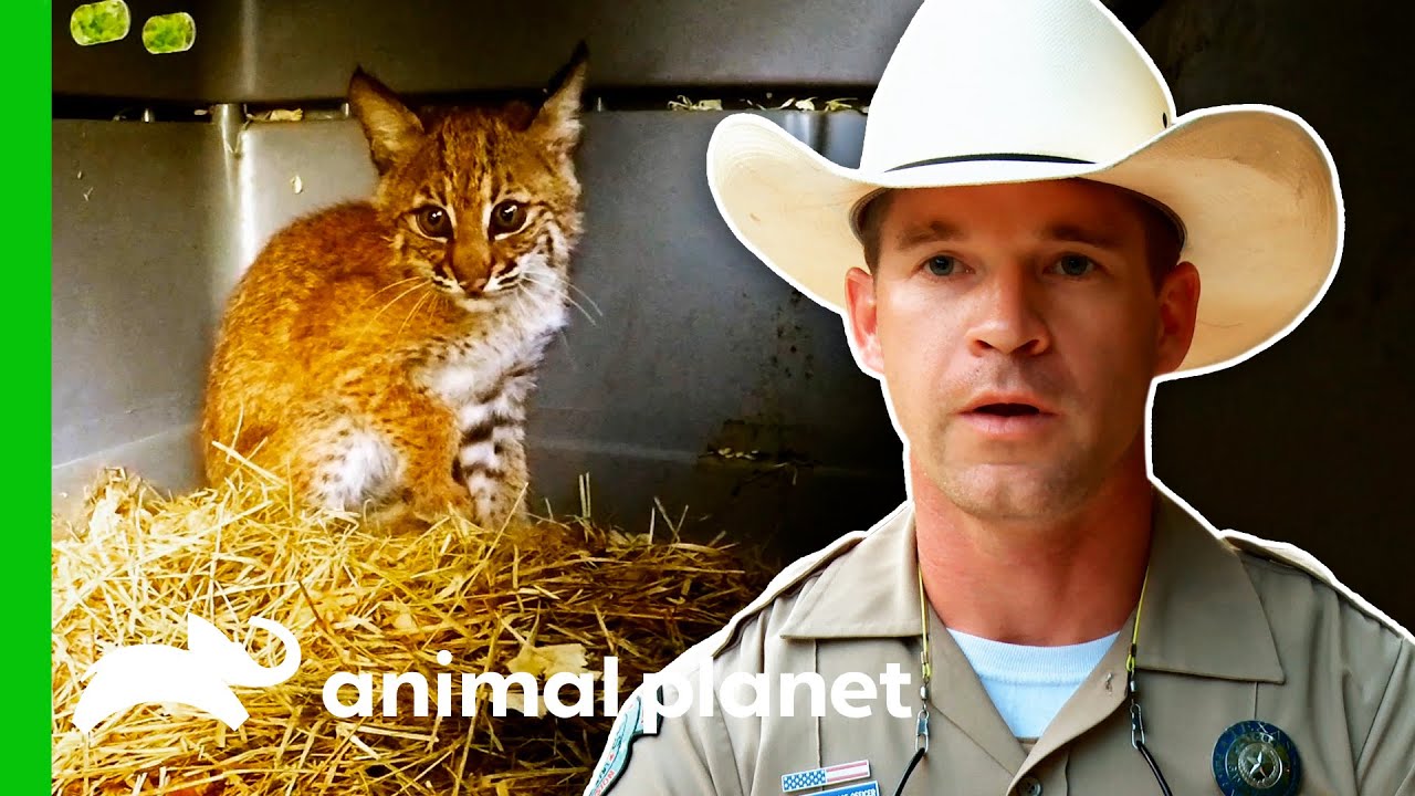 Game Wardens Release A Bobcat Cub | Lone Star Law