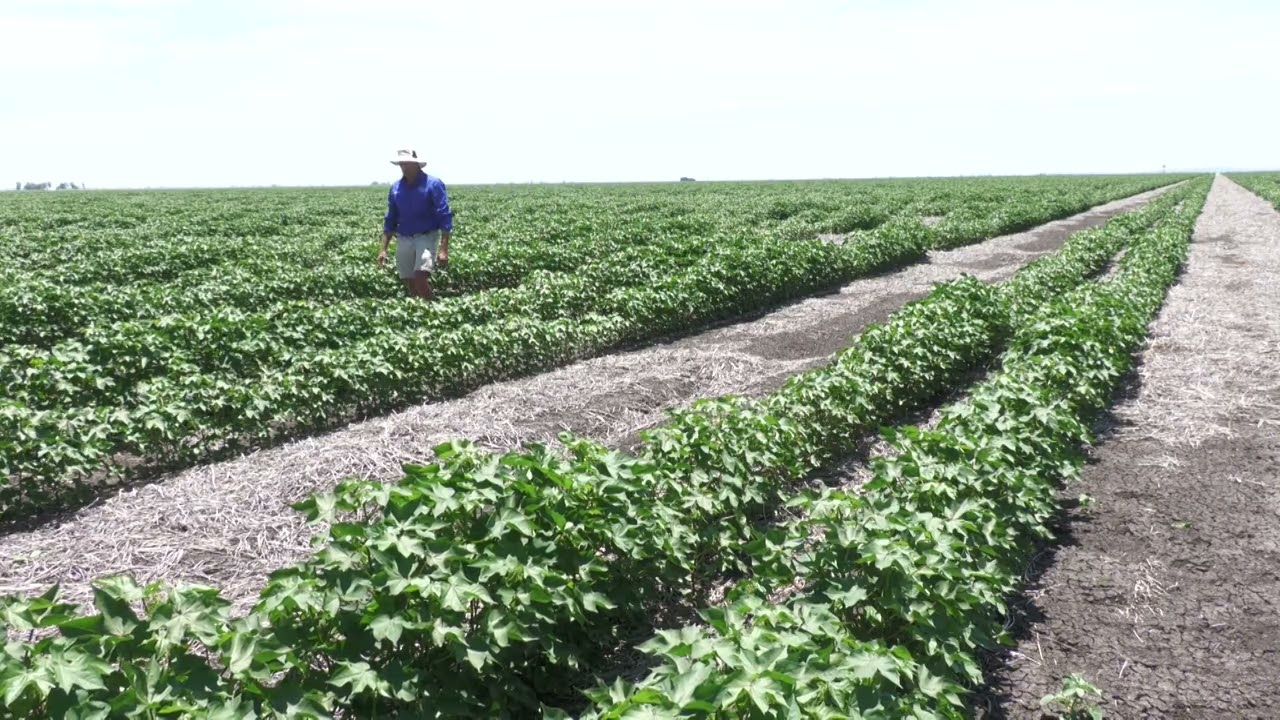 First flower and nodes above white flower in cotton