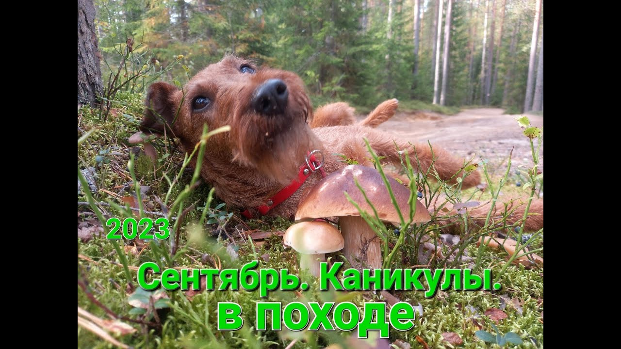 Ирландские терьеры : 