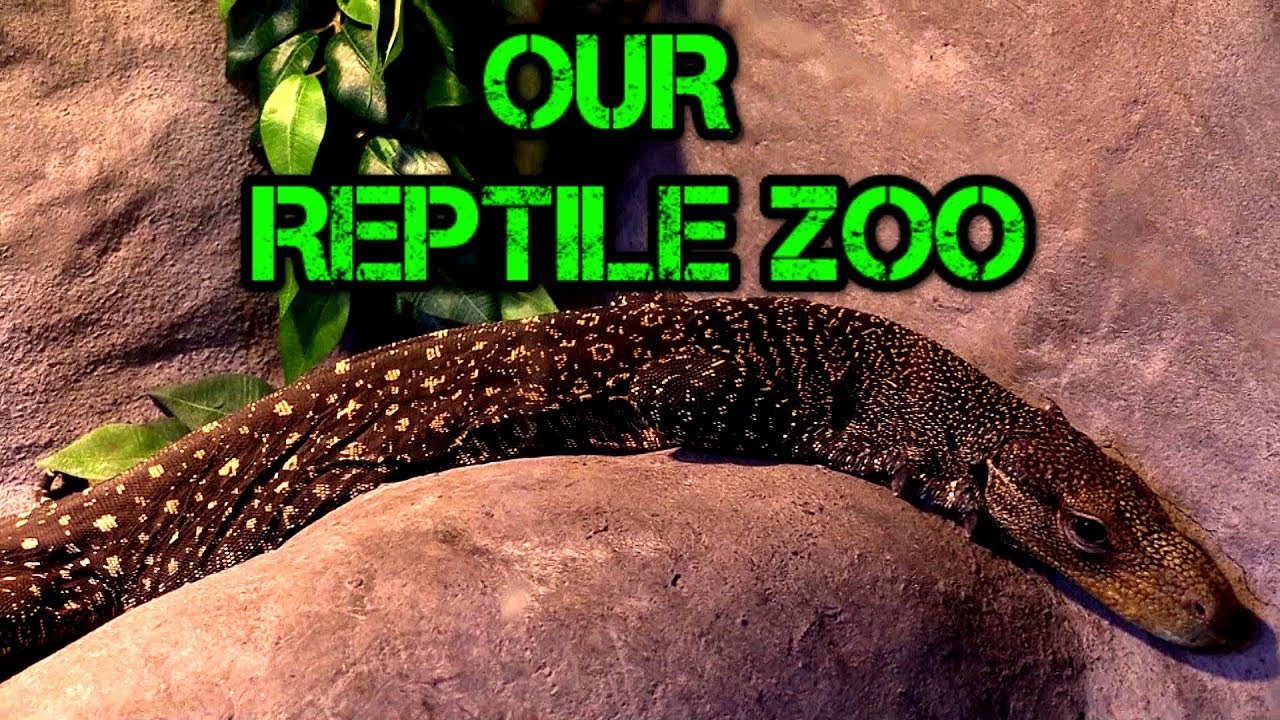 Our ZOO at Manhattan Reptile world!  Snakes, lizards, and a rhinoceros??