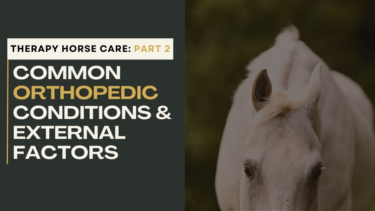 Therapy Horses: Common Orthopedic Conditions & External Factors - Part 2