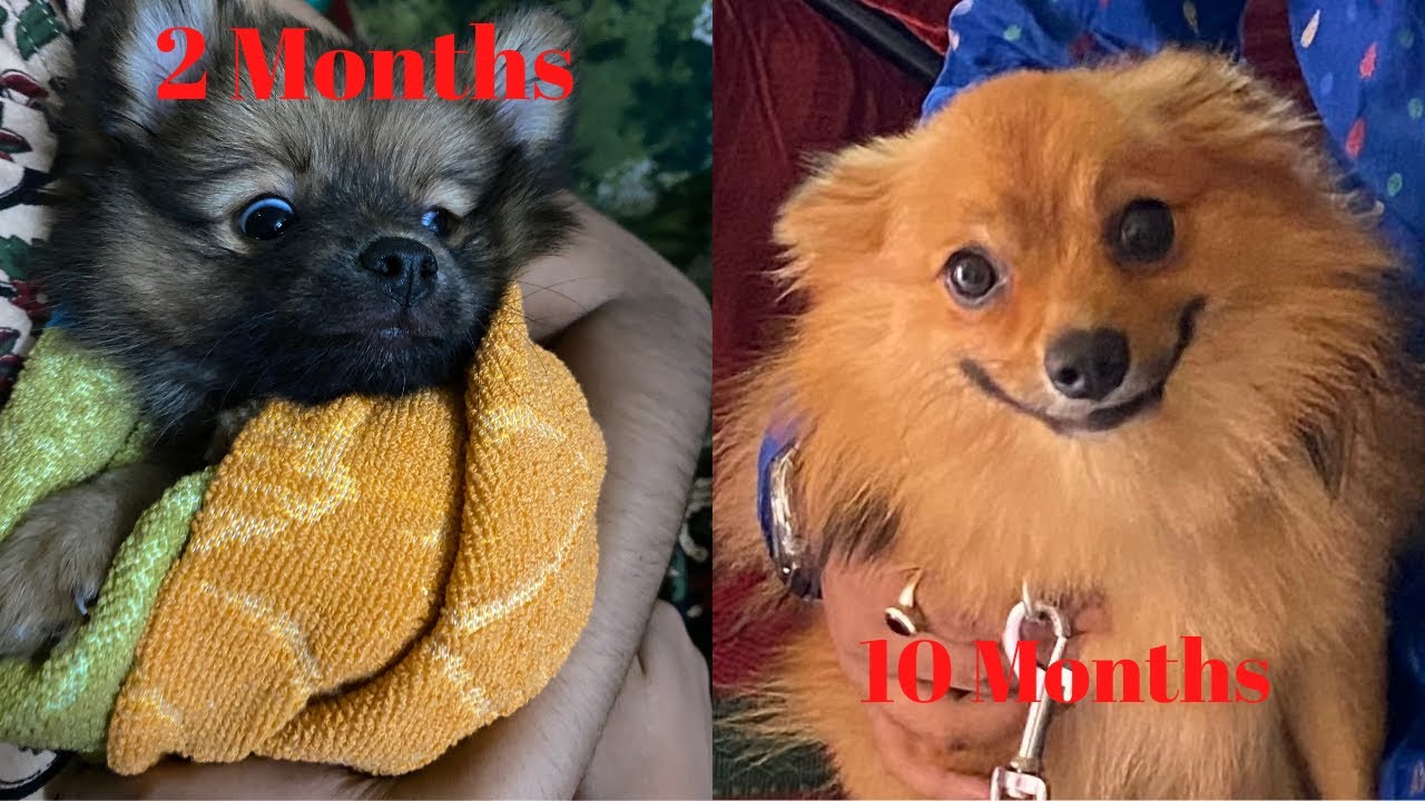 Cute Culture Pomeranian🥰 2 Months To 10 Months Old #cute #culturepom #puppy #toys #pom