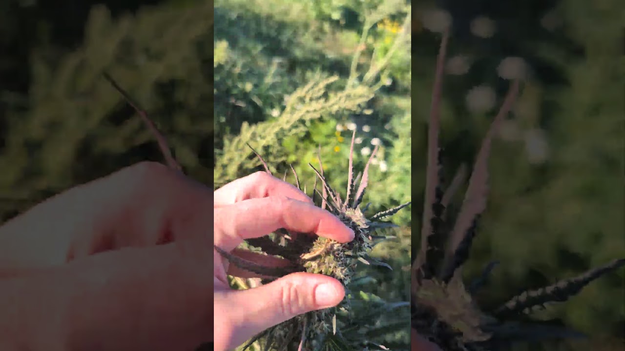 Have bud rot on your Cannabis Easy?Next steps to do BEFORE harvest #cannabiseducation #diy #neemoil