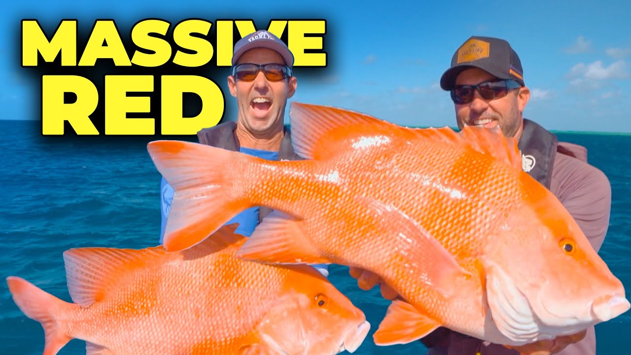 Battling with Epic Australian Reds