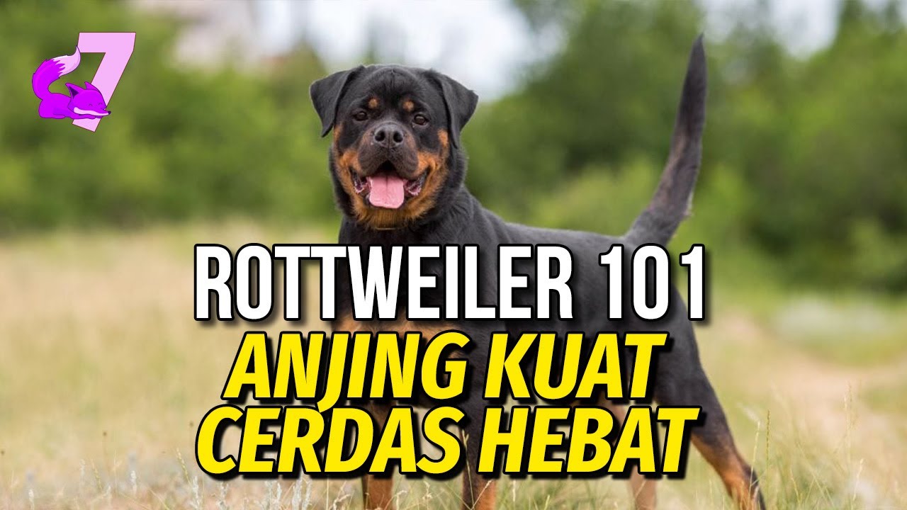 PANDUAN MEMELIHARA DAN MELATIH ANJING ROTTWEILER | EKOR7