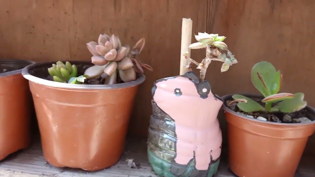 ASI SE ENCUENTRA EL JARDÍN EN FEBRERO 🌹🏡