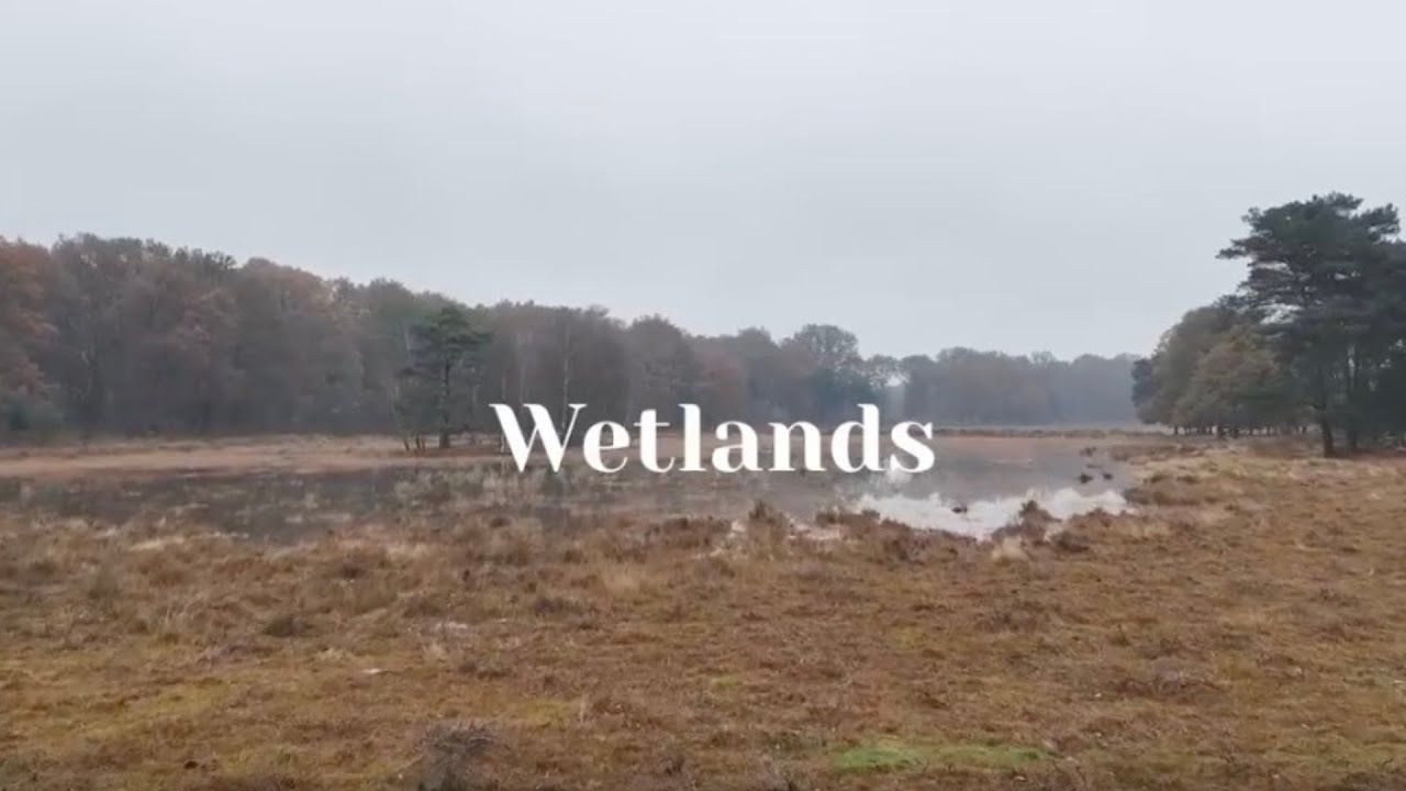 MERLIN | World Wetlands Day