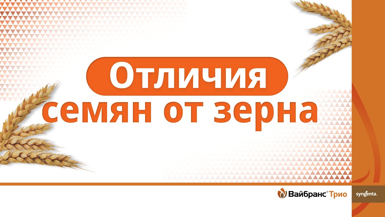 Озимые PRO. Отличие семян от зерна