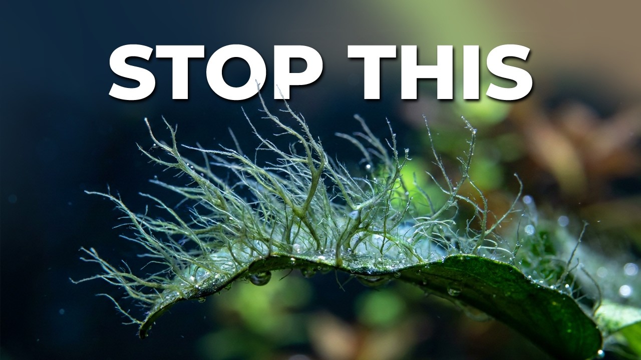 Staghorn Algae Removal: How to Get Rid of It from Your Aquarium Fast!
