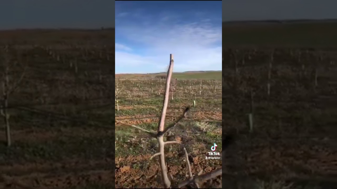 Botryosphaeria in Pistachio Trees - Tree Sanitation