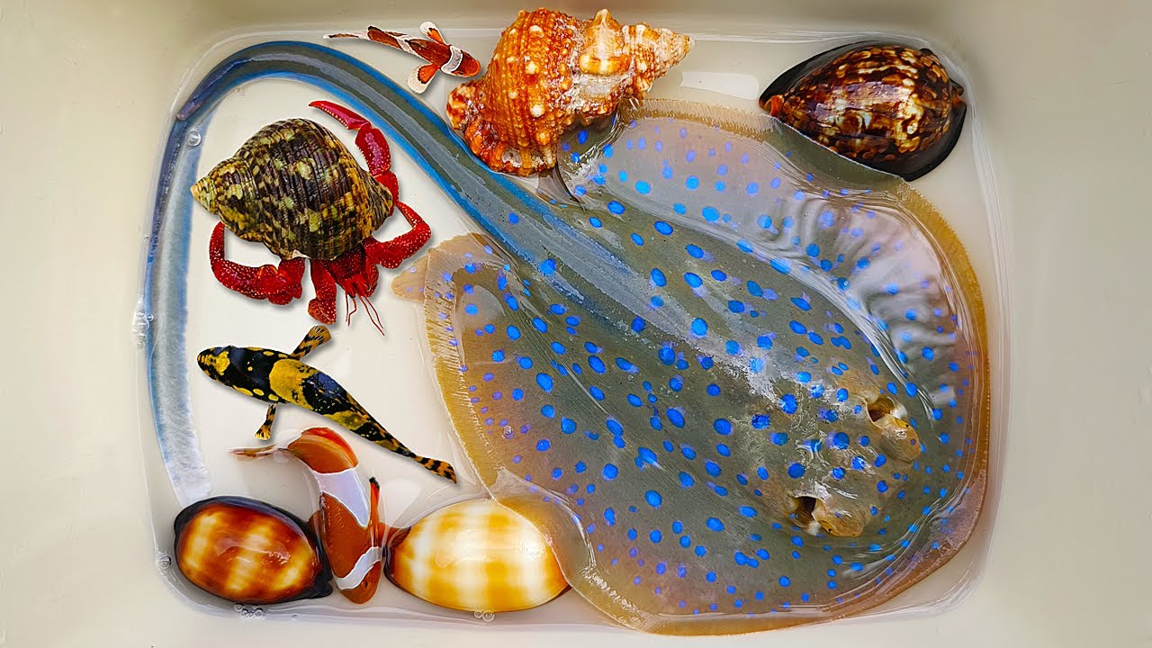 Tangkap ikan pari dan kelomang, siput, keong, belut, ikan laut, starfish, ikan nemo, gurita