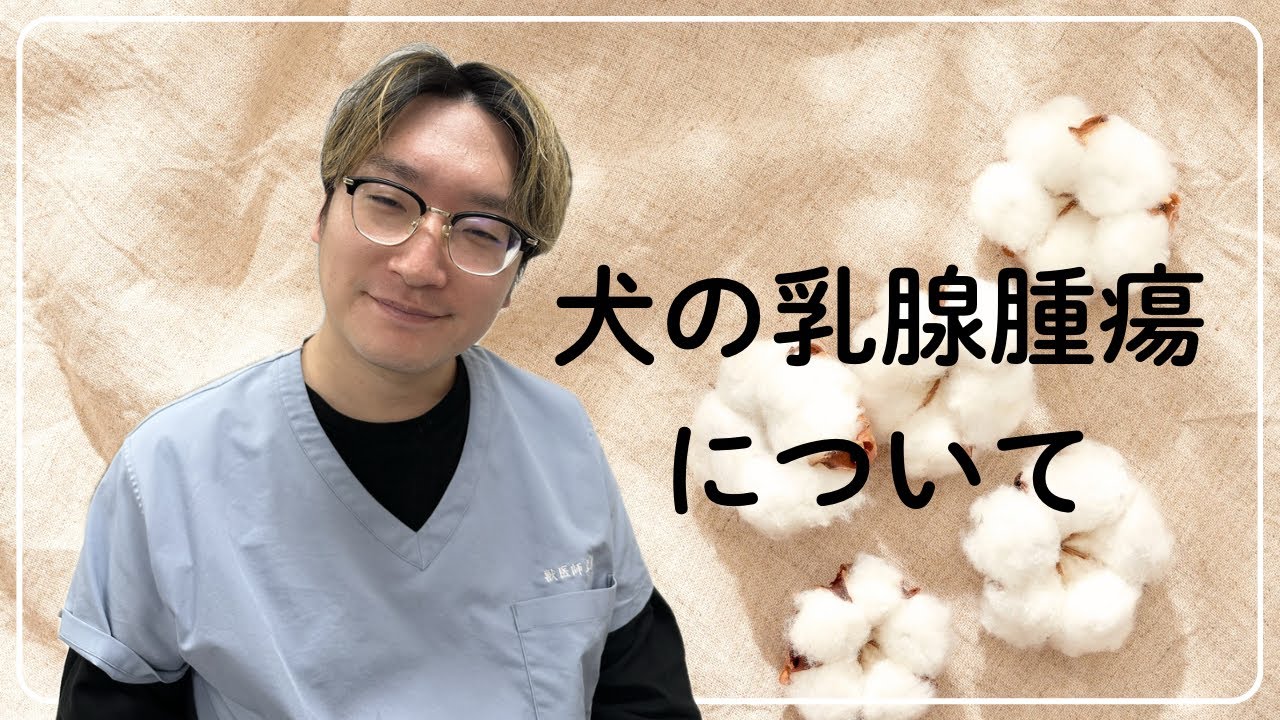 　犬の乳腺腫瘍について　【獣医のプチ解説】