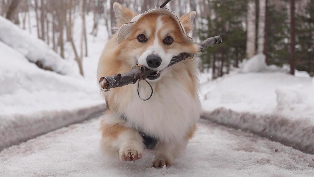 朝イチの森で、犬がうっかり「枝の選定」をミスった結果…