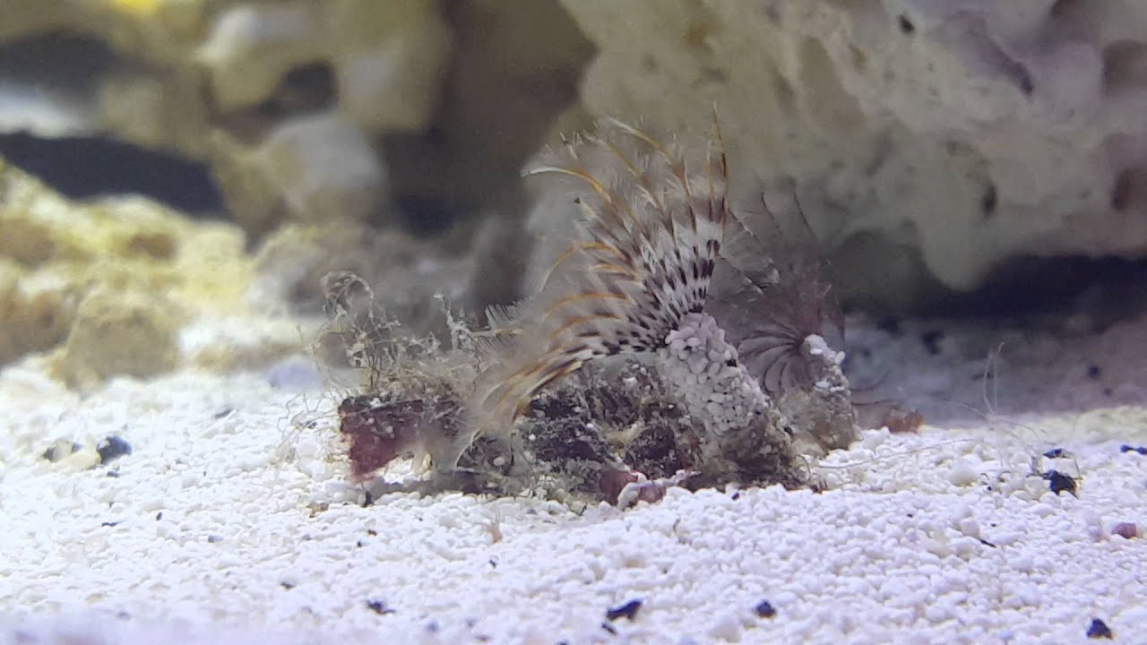 Tiny feather duster worms on a piece of live rock.