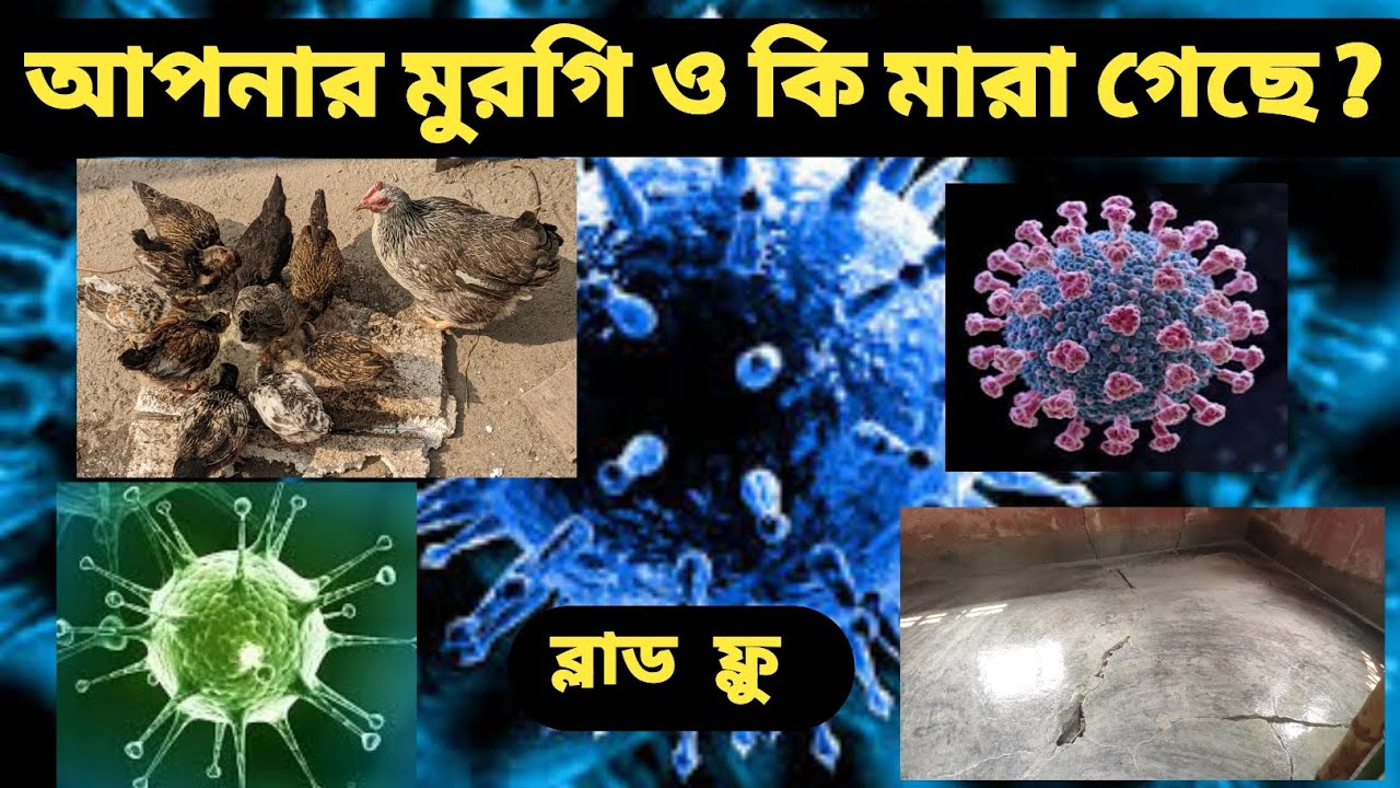 মুরগির কিনার আগে দেখুন 🙏