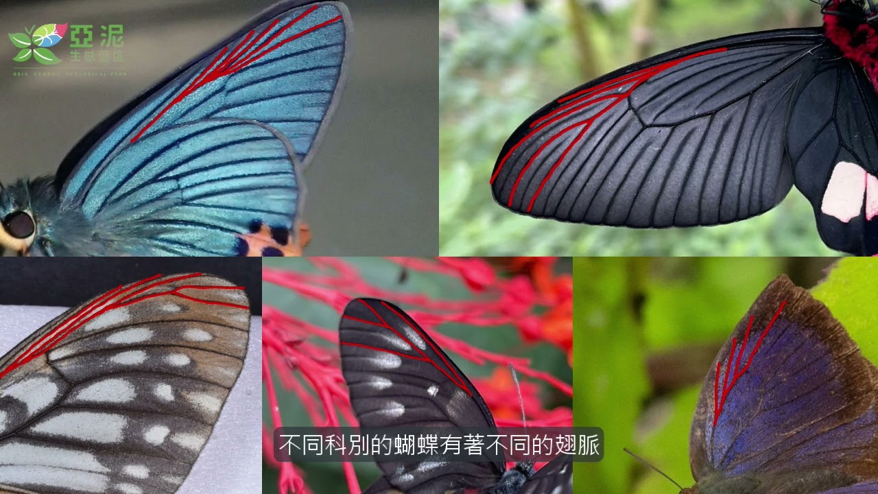 蝴蝶掛哪一科系列(一)   認識蝴蝶的翅脈