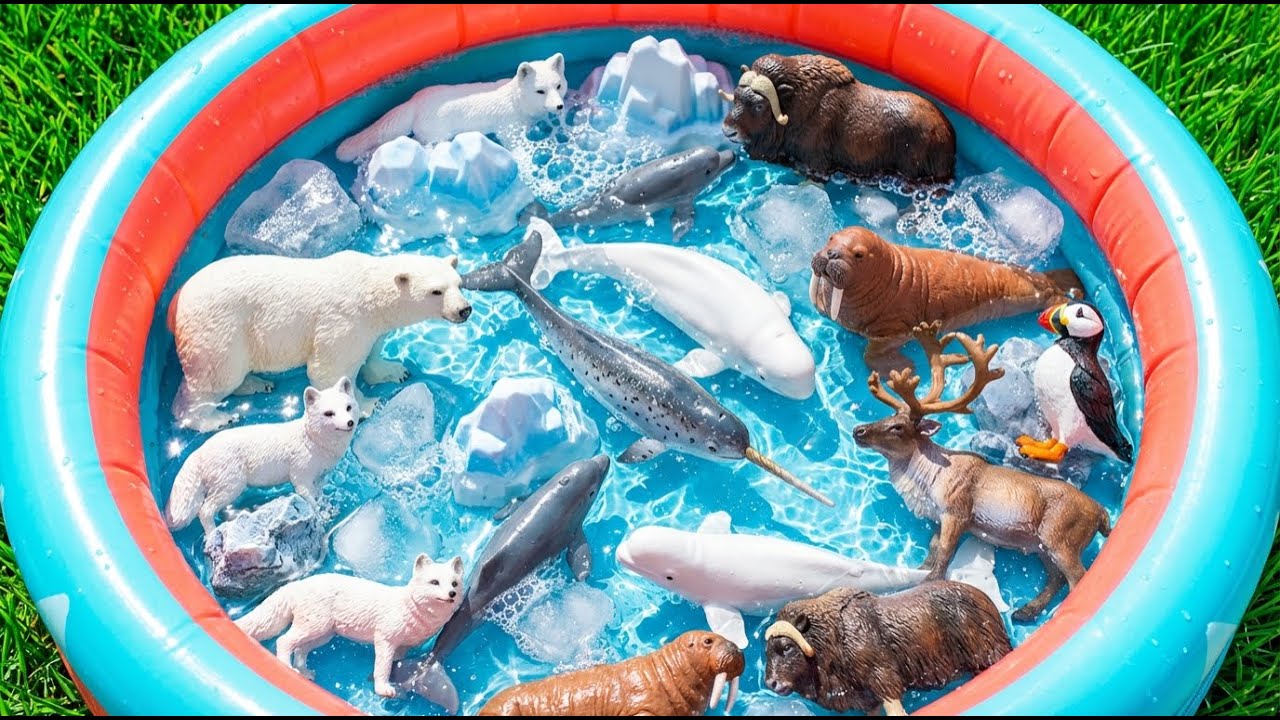 Arctic Animals For Kids: Walrus, Arctic Fox & Reindeer Adventure | Preschool Learning Video