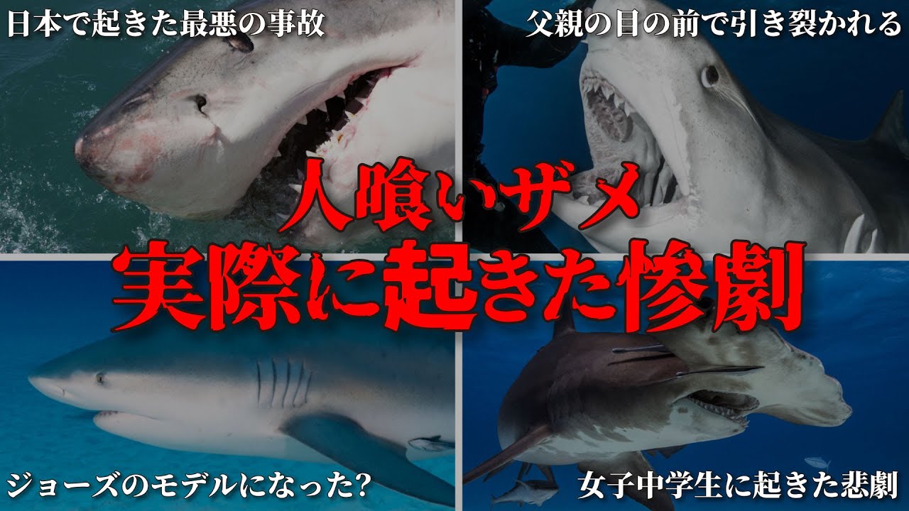 【総集編】人喰いザメによって起こったジョーズ顔負けの獣害事件を特集【シャークアタック】