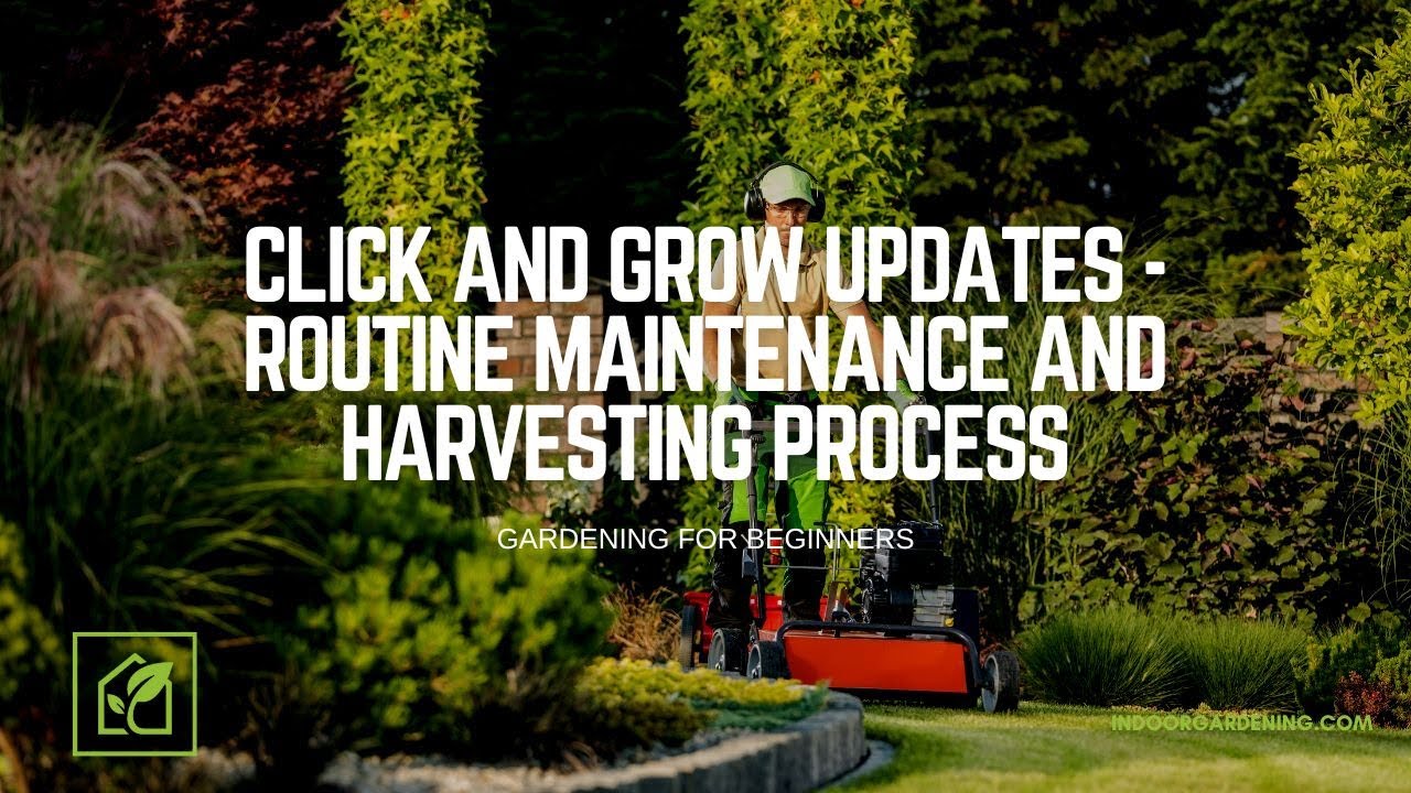 Click And Grow Updates -Routine Maintenance and Harvesting Process