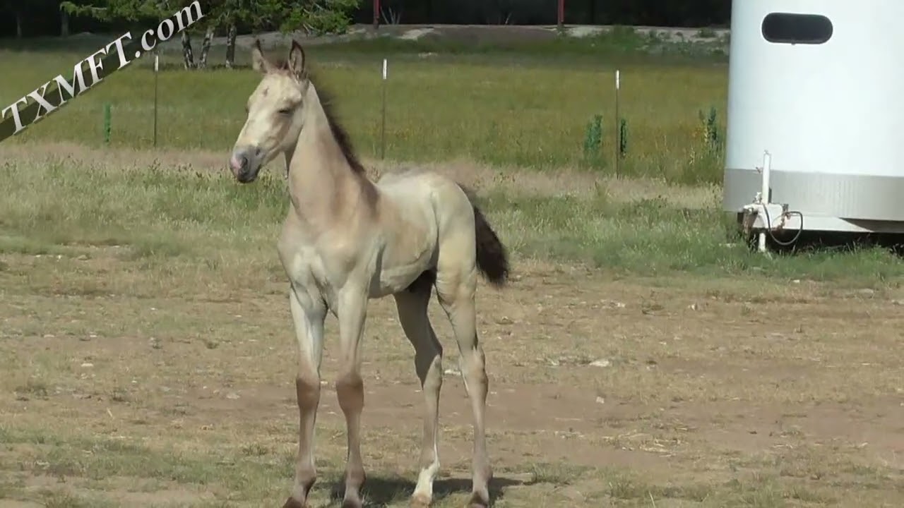 Jasper the cutest buckskin foxtrotter colt frolicking with mom!