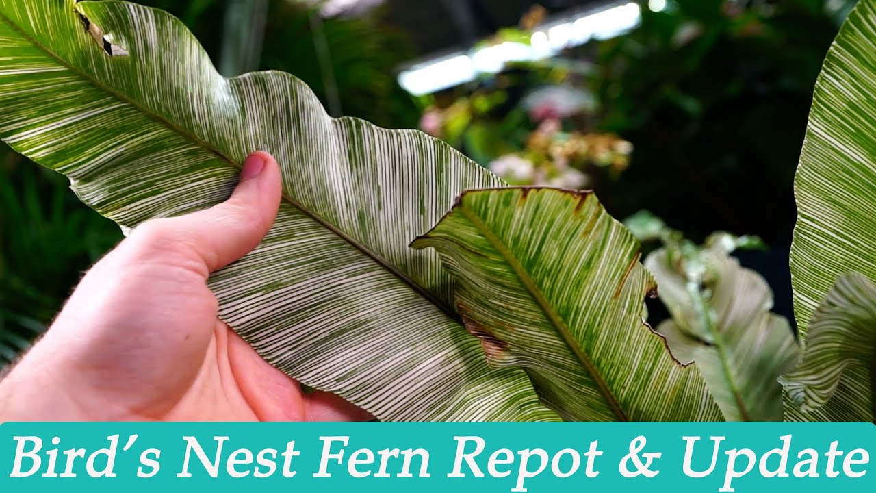 Bird's Nest Fern Repot & Update || How I Grows Bird's Nest Ferns