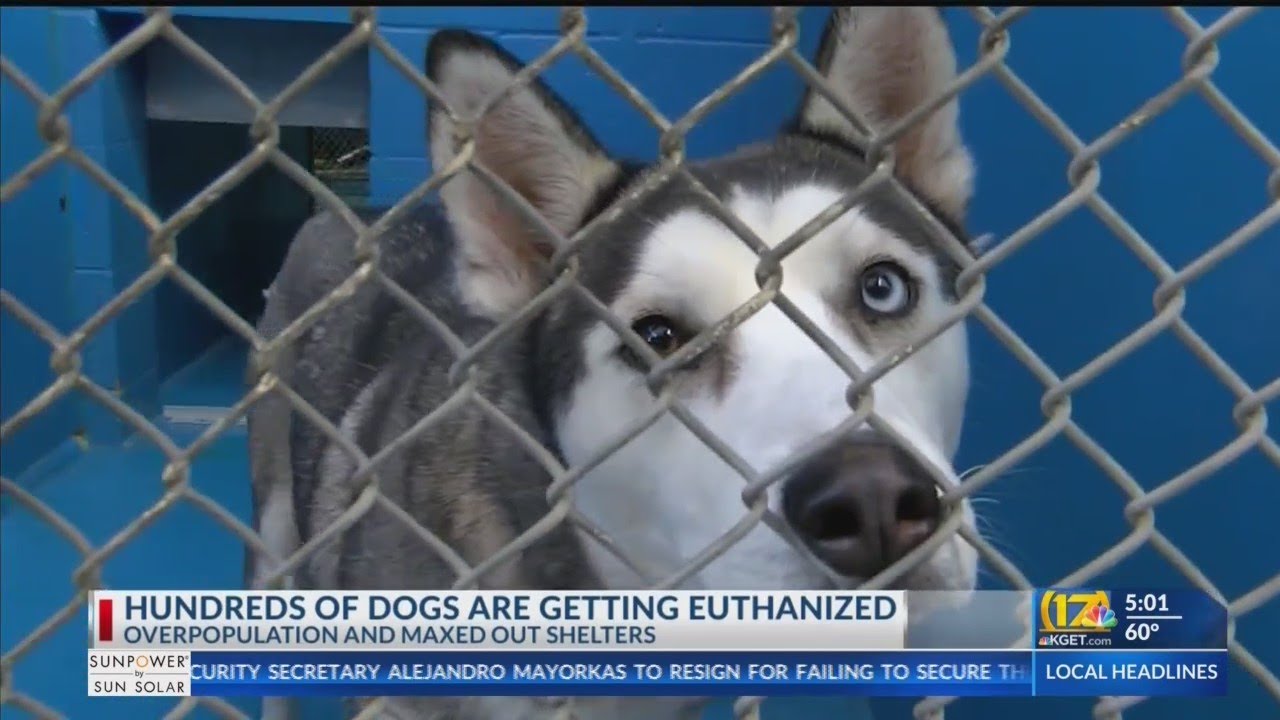 Hundreds of dogs are getting euthanized due to overpopulation and maxed out animal shelters