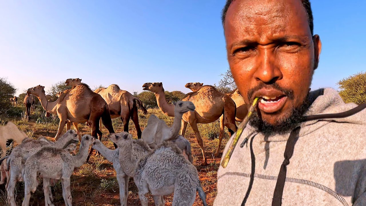 SADDEX CAANO MAAL OO WAXBA CUNIN. /3Days with CAMEL 🐪 MILK No Food .