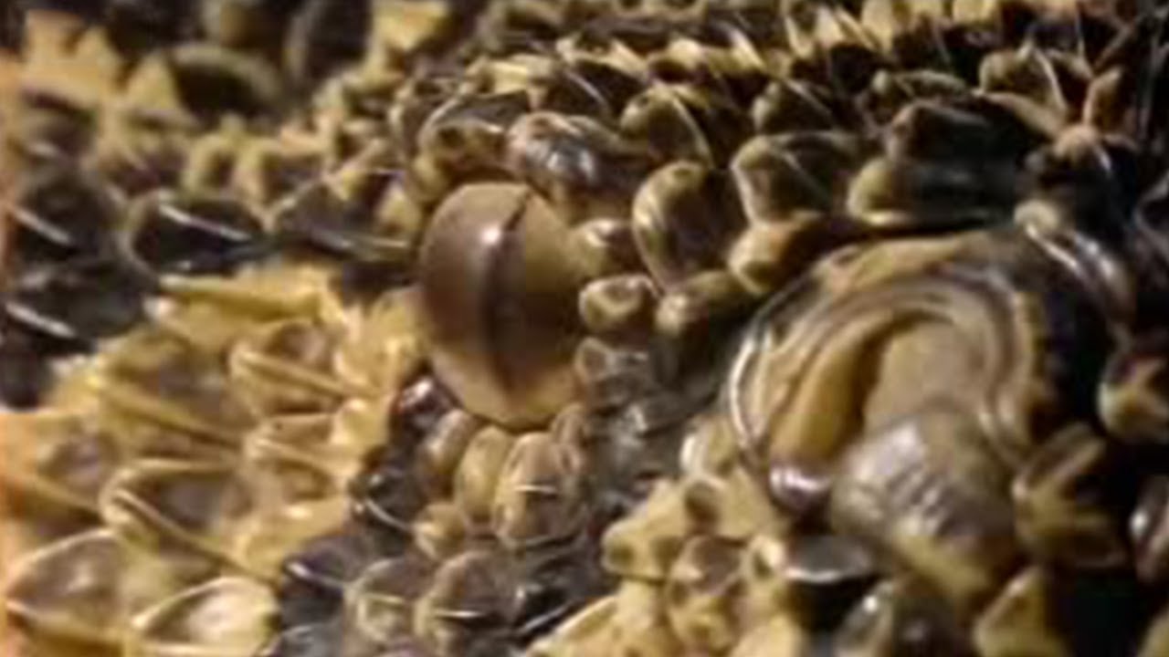 What Makes a Puff Adder a Lethal Hunter? | Serpent | BBC Studios