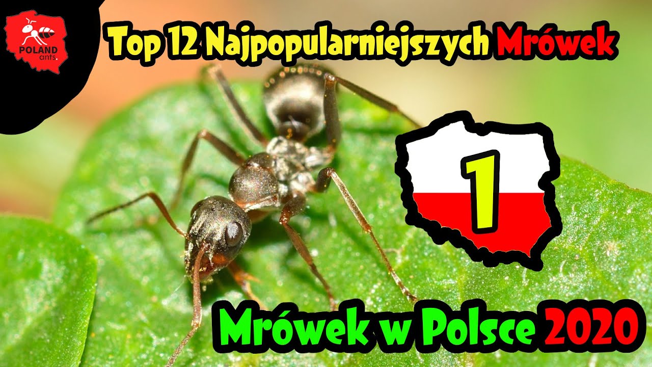 Top 12 Najpopularniejszych mrówek w Polsce 2020