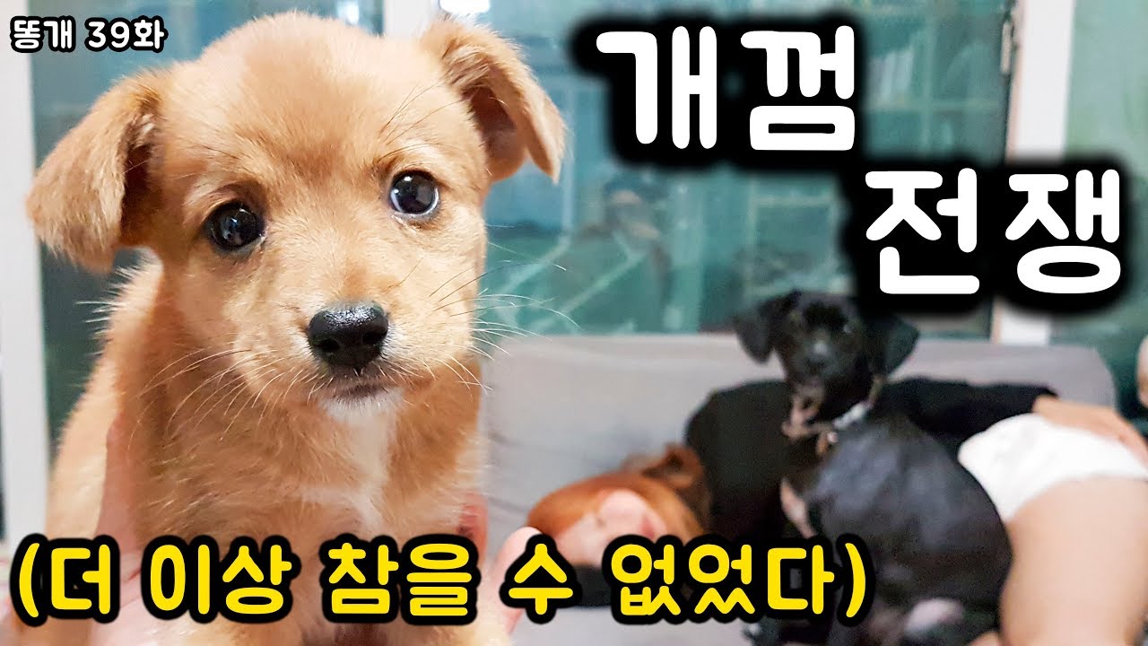 강아지 남매의 현실...? (해피엔딩) [39]